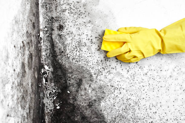 Best Emergency Mold Remediation  in Marion, MS