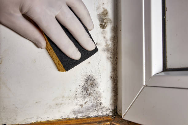 Best Mold Removal for HVAC Installations  in Marion, MS